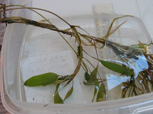 2-3ribbon-leaf_pondweed fowers and seeds